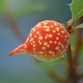 Beaked twig gall wasp (Burnettweldia plumbella).