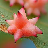 Spined turban gall wasp (Antron douglasii).