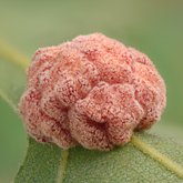 Convoluted gall wasp (Andricus confertus).