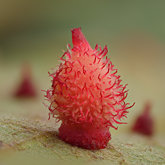 Crystalline gall wasp (Feron crystallinum).