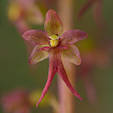 Heartleaf twayblade (Neottia cordata)