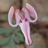 Longhorn Steer's Head (Dicentra uniflora)