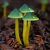 Parrot mushroom (Gliophorus psittacinus)