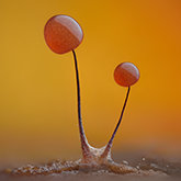 Slime mold (Comatricha nigra)