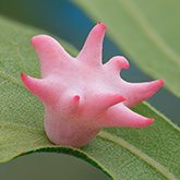 Spined turban gall wasp (Cynips douglasii)