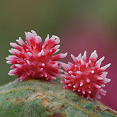 Urchin gall wasp (Cynips quercusechinus)