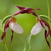 Mountain lady's slipper (Cypripedium montanum)