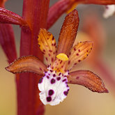 Spotted coralroot (Corallorhiza maculata)