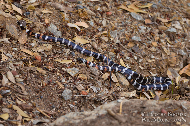 California mountain kingsnake (Lampropeltis zonata). Plumas National Forest, Sierra Nevada, Plumas National Forest, California, USA. Stock Photo ID=ANI0103 California mountain kingsnake (Lampropeltis zonata). Plumas National Forest, Sierra Nevada, Plumas National Forest, California, USA. Stock Photo ID=ANI0103