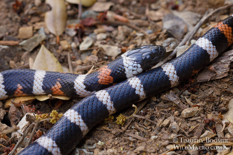 California mountain kingsnake (Lampropeltis zonata). Plumas National Forest, Sierra Nevada, Plumas National Forest, California, USA. Stock Photo ID=ANI0105 California mountain kingsnake (Lampropeltis zonata). Plumas National Forest, Sierra Nevada, Plumas National Forest, California, USA. Stock Photo ID=ANI0105
