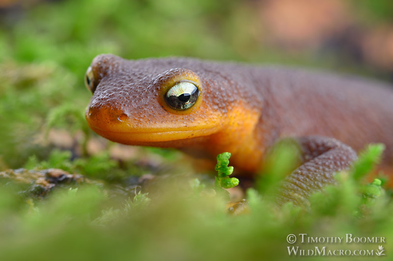 California newt (Taricha torosa).  Briones Regional Park, Contra Costa County, California, USA. Stock Photo ID=ANI0114