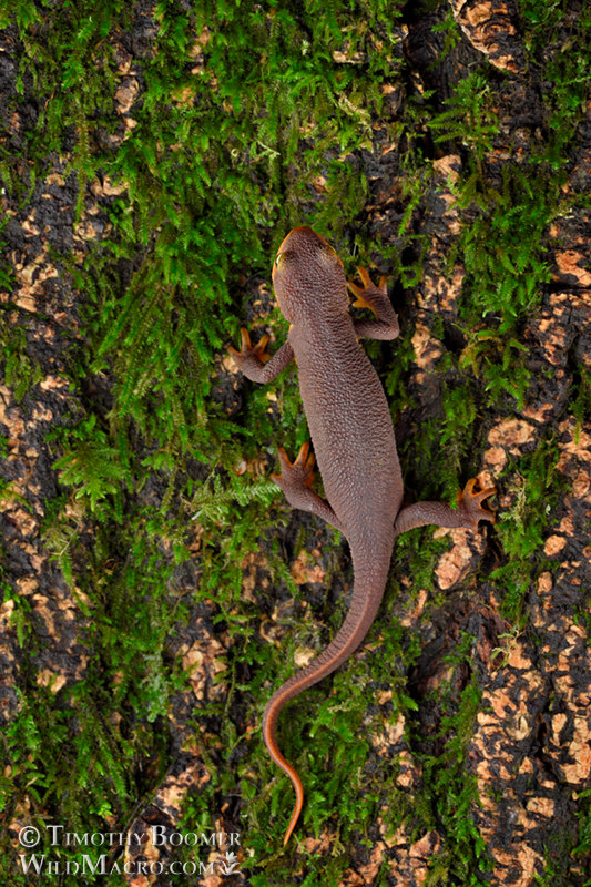California newt (Taricha torosa).  Briones Regional Park, Contra Costa County, California, USA. Stock Photo ID=ANI0115