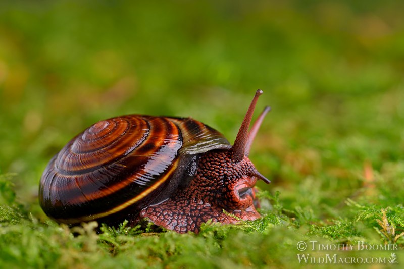 Pacific sideband snail (Monadenia fidelis).  Humboldt County, California, USA  Stock Photo ID=ANI0117