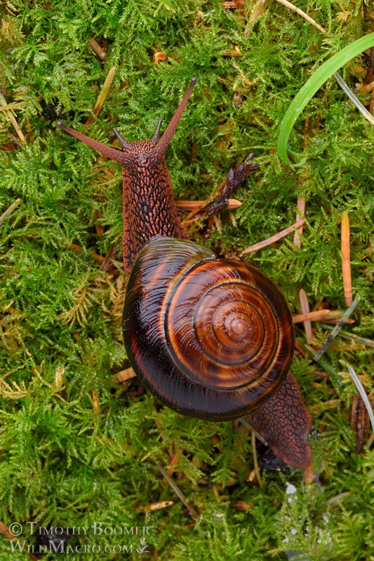 Pacific sideband snail (Monadenia fidelis).  Humboldt County, California, USA  Stock Photo ID=ANI0118