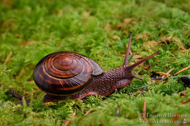 Pacific sideband snail (Monadenia fidelis).  Humboldt County, California, USA  Stock Photo ID=ANI0119