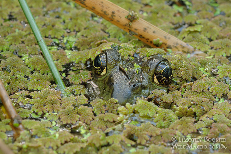 American bullfrog (Rana catesbeiana). Sacramento County, CA. Stock Photo ID=ANI0031 American bullfrog (Rana catesbeiana). Sacramento County, CA. Stock Photo ID=ANI0031