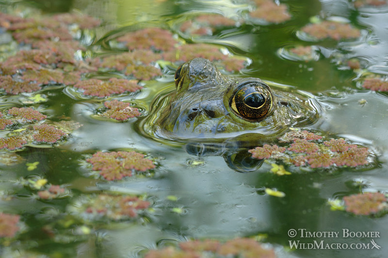 American bullfrog (Rana catesbeiana). Sacramento County, CA. Stock Photo ID=ANI0032 American bullfrog (Rana catesbeiana). Sacramento County, CA. Stock Photo ID=ANI0032