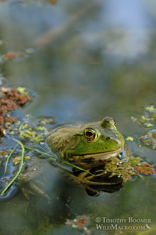 American bullfrog (Rana catesbeiana). Sacramento County, CA. Stock Photo ID=ANI0040 American bullfrog (Rana catesbeiana). Sacramento County, CA. Stock Photo ID=ANI0040