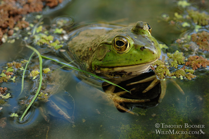 American bullfrog (Rana catesbeiana). Sacramento County, CA. Stock Photo ID=ANI0041 American bullfrog (Rana catesbeiana). Sacramento County, CA. Stock Photo ID=ANI0041