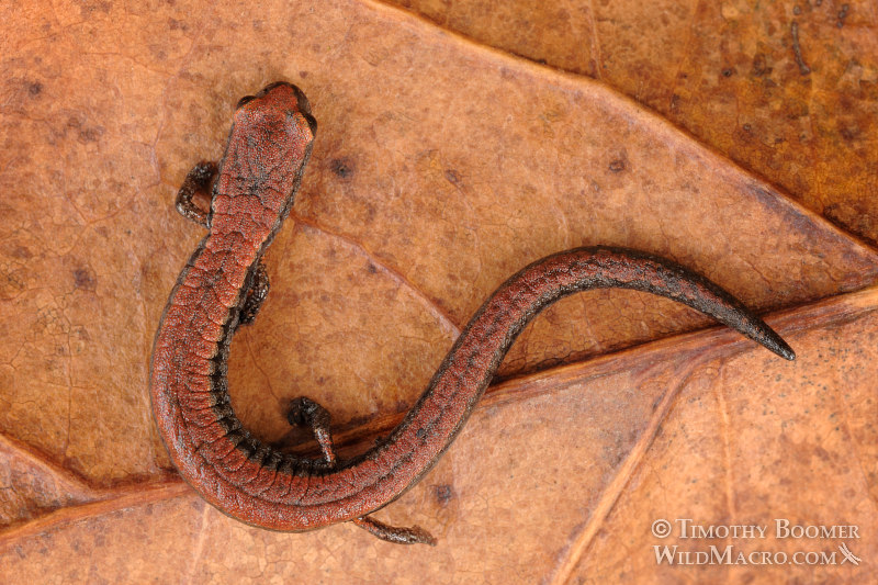 California slender salamander (Batrachoseps attenuatus). Skyline Wilderness Park, Napa County, California. Stock Photo ID=ANI0062 California slender salamander (Batrachoseps attenuatus). Skyline Wilderness Park, Napa County, California. Stock Photo ID=ANI0062