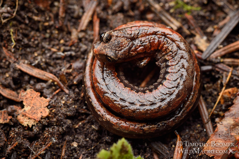 California slender salamander (Batrachoseps attenuatus). Kruse Rhododendron State National Reserve, Sonoma County, California. Stock Photo ID=ANI0096 California slender salamander (Batrachoseps attenuatus). Kruse Rhododendron State National Reserve, Sonoma County, California. Stock Photo ID=ANI0096