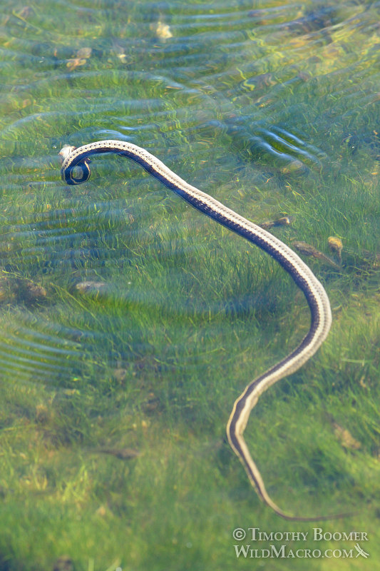 Mountain garter snake (Thamnophis elegans elegans) performing a Mountain garter snake (Thamnophis elegans elegans) performing a