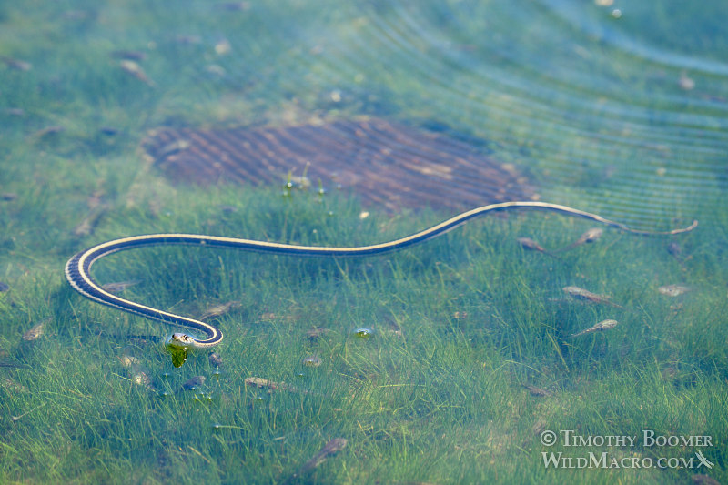 Mountain garter snake (Thamnophis elegans elegans) surrounded by dozens of tadpoles. Carson Pass, Eldorado National Forest, Sierra Nevada, Alpine County, California. Stock Photo ID=ANI0087 Mountain garter snake (Thamnophis elegans elegans) surrounded by dozens of tadpoles. Carson Pass, Eldorado National Forest, Sierra Nevada, Alpine County, California. Stock Photo ID=ANI0087