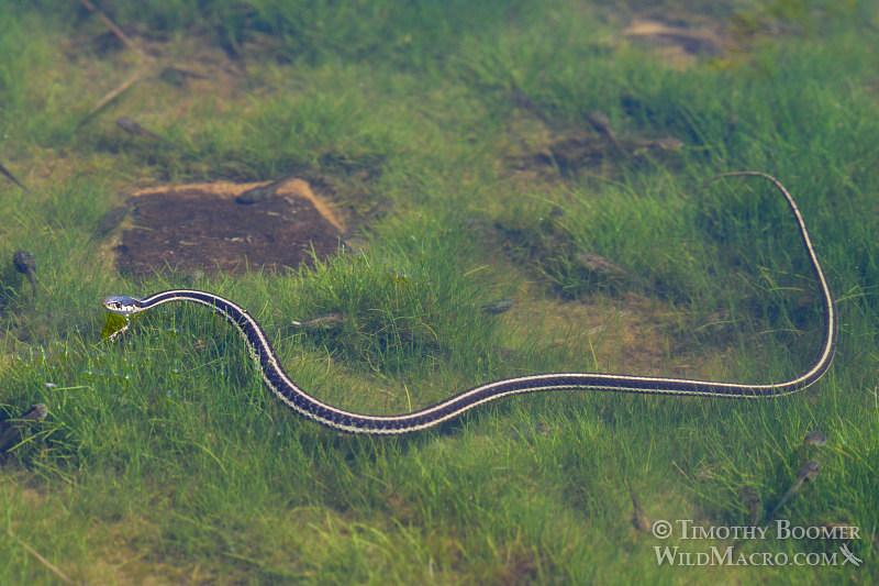 Mountain garter snake (Thamnophis elegans elegans) hunting tadpoles in a small pond. Carson Pass, Eldorado National Forest, Sierra Nevada, Alpine County, California. Stock Photo ID=ANI0088 Mountain garter snake (Thamnophis elegans elegans) hunting tadpoles in a small pond. Carson Pass, Eldorado National Forest, Sierra Nevada, Alpine County, California. Stock Photo ID=ANI0088