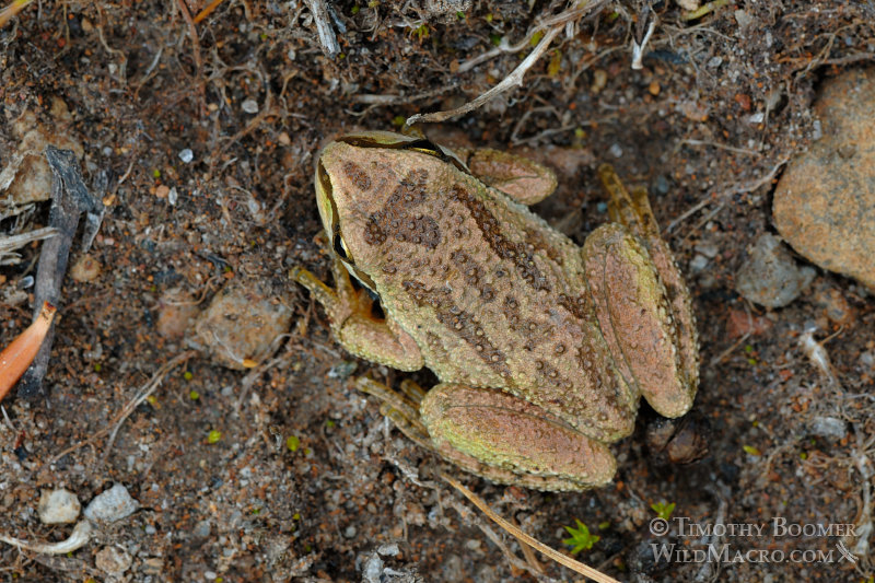 Dorsal view of a sierran treefrog or Sierran chorus frog (Pseudacris sierra) at dusk. Emerald Lake, Lassen Volcanic National Park, CA. Stock Photo ID=ANI0068 Dorsal view of a sierran treefrog or Sierran chorus frog (Pseudacris sierra) at dusk. Emerald Lake, Lassen Volcanic National Park, CA. Stock Photo ID=ANI0068