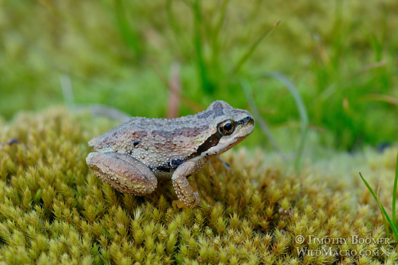 Sierran treefrog or Sierran chorus frog (Pseudacris sierra) at dusk. Emerald Lake, Lassen Volcanic National Park, CA. Stock Photo ID=ANI0069 Sierran treefrog or Sierran chorus frog (Pseudacris sierra) at dusk. Emerald Lake, Lassen Volcanic National Park, CA. Stock Photo ID=ANI0069