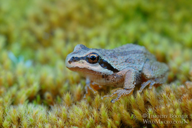 Sierran treefrog or Sierran chorus frog (Pseudacris sierra) at dusk. Emerald Lake, Lassen Volcanic National Park, CA. Stock Photo ID=ANI0070 Sierran treefrog or Sierran chorus frog (Pseudacris sierra) at dusk. Emerald Lake, Lassen Volcanic National Park, CA. Stock Photo ID=ANI0070