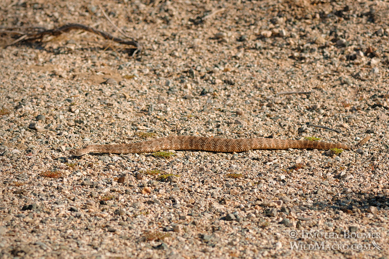The southwest speckled rattlesnake (Crotalus mitchellii pyrrhus) is a venomous pit viper with a preference to rocky habitats. Joshua Tree National Park, CA. Stock Photo ID=ANI0074 The southwest speckled rattlesnake (Crotalus mitchellii pyrrhus) is a venomous pit viper with a preference to rocky habitats. Joshua Tree National Park, CA. Stock Photo ID=ANI0074