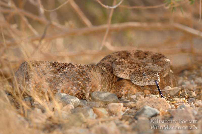 The southwest speckled rattlesnake (Crotalus mitchellii pyrrhus) is a venomous pit viper with a preference to rocky habitats. Joshua Tree National Park, CA. Stock Photo ID=ANI0075 The southwest speckled rattlesnake (Crotalus mitchellii pyrrhus) is a venomous pit viper with a preference to rocky habitats. Joshua Tree National Park, CA. Stock Photo ID=ANI0075
