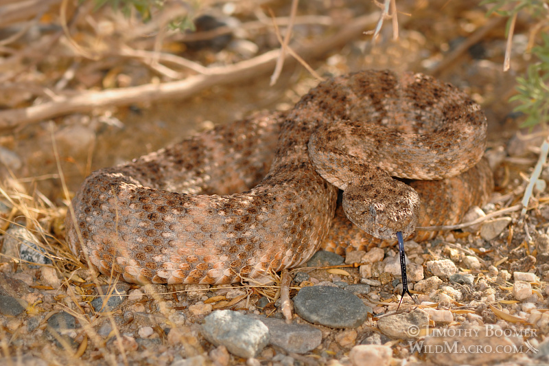 The southwest speckled rattlesnake (Crotalus mitchellii pyrrhus) is a venomous pit viper with a preference to rocky habitats. Joshua Tree National Park, CA. Stock Photo ID=ANI0076 The southwest speckled rattlesnake (Crotalus mitchellii pyrrhus) is a venomous pit viper with a preference to rocky habitats. Joshua Tree National Park, CA. Stock Photo ID=ANI0076