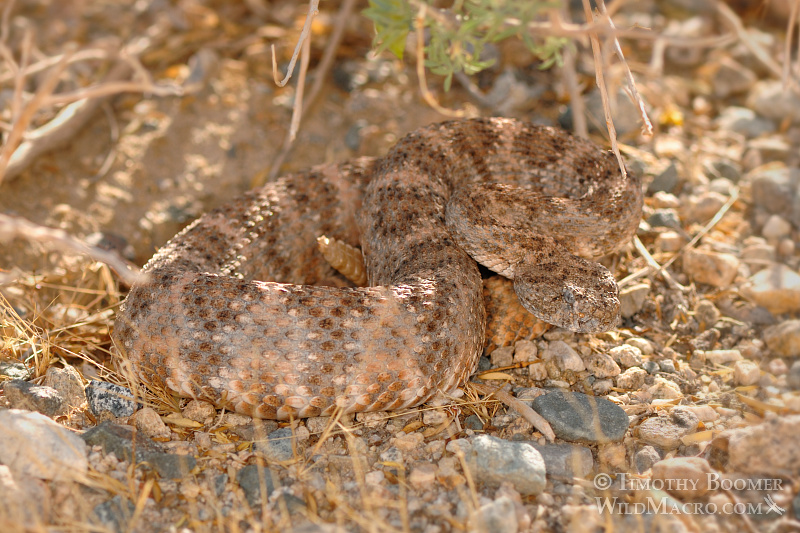 The southwest speckled rattlesnake (Crotalus mitchellii pyrrhus) is a venomous pit viper with a preference to rocky habitats. Joshua Tree National Park, CA. Stock Photo ID=ANI0077 The southwest speckled rattlesnake (Crotalus mitchellii pyrrhus) is a venomous pit viper with a preference to rocky habitats. Joshua Tree National Park, CA. Stock Photo ID=ANI0077
