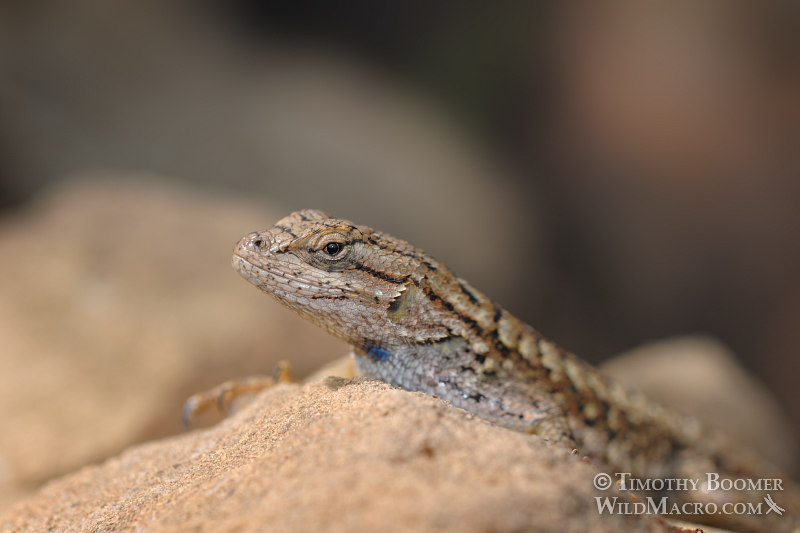 Western fence lizard (Sceloporus occidentalis occidentalis). Stebbins Cold Canyon Reserve, Solano County, California. Stock Photo ID=ANI0051 Western fence lizard (Sceloporus occidentalis occidentalis). Stebbins Cold Canyon Reserve, Solano County, California. Stock Photo ID=ANI0051