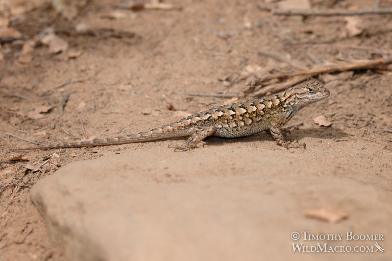 Western fence lizard (Sceloporus occidentalis occidentalis). Stebbins Cold Canyon Reserve, Solano County, California. Stock Photo ID=ANI0053 Western fence lizard (Sceloporus occidentalis occidentalis). Stebbins Cold Canyon Reserve, Solano County, California. Stock Photo ID=ANI0053