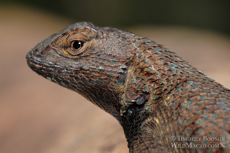 Western fence lizard (Sceloporus occidentalis occidentalis). Stebbins Cold Canyon Reserve, Solano County, California. Stock Photo ID=ANI0055 Western fence lizard (Sceloporus occidentalis occidentalis). Stebbins Cold Canyon Reserve, Solano County, California. Stock Photo ID=ANI0055