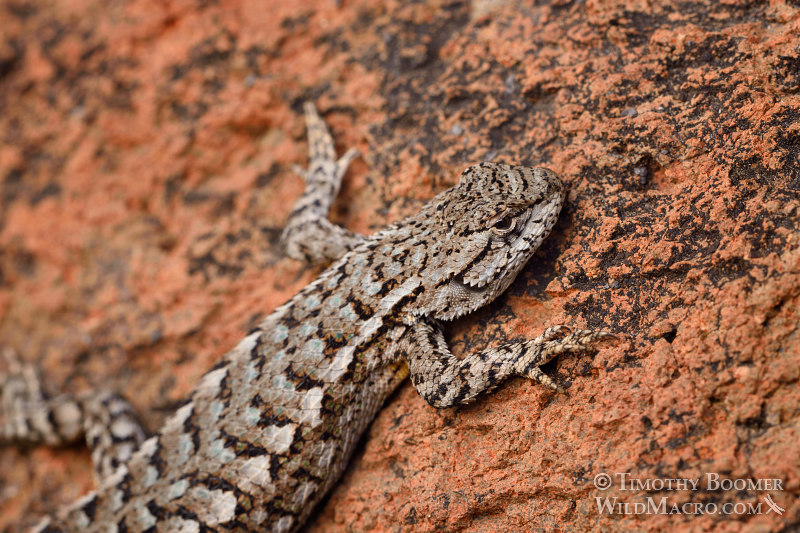 Western fence lizard (Sceloporus occidentalis occidentalis). Eldorado National Forest, Sierra Nevada, Amador County, California. Stock Photo ID=ANI0090 Western fence lizard (Sceloporus occidentalis occidentalis). Eldorado National Forest, Sierra Nevada, Amador County, California. Stock Photo ID=ANI0090