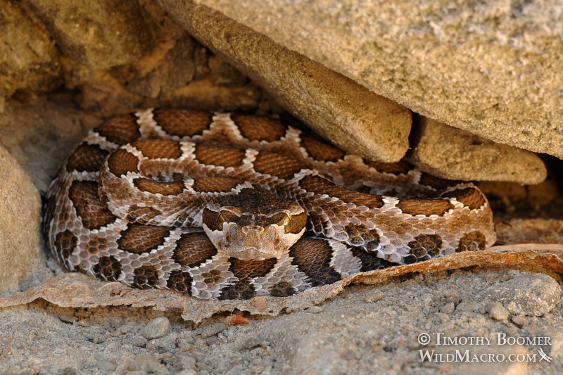 Western rattlesnake (Crotalus viridis). Stebbins Cold Canyon Reserve, Solano County, California. Stock Photo ID=ANI0060 Western rattlesnake (Crotalus viridis). Stebbins Cold Canyon Reserve, Solano County, California. Stock Photo ID=ANI0060