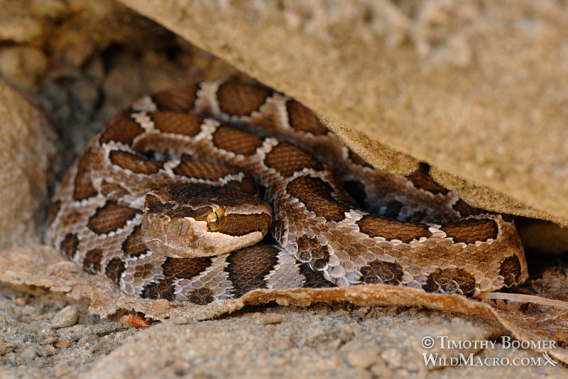 Western rattlesnake (Crotalus viridis). Stebbins Cold Canyon Reserve, Solano County, California. Stock Photo ID=ANI0061 Western rattlesnake (Crotalus viridis). Stebbins Cold Canyon Reserve, Solano County, California. Stock Photo ID=ANI0061