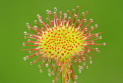 Flora Image Library