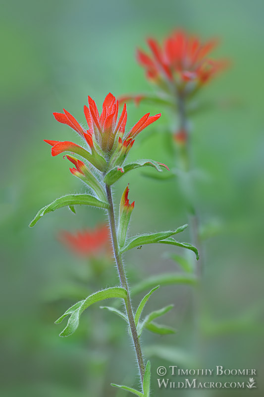 Applegate's Indian paintbrush (Castilleja applegatei ssp. pallida). Eldorado National Forest, Sierra Nevada, Amador County, California. Stock Photo ID=PLA0638 Applegate's Indian paintbrush (Castilleja applegatei ssp. pallida). Eldorado National Forest, Sierra Nevada, Amador County, California. Stock Photo ID=PLA0638