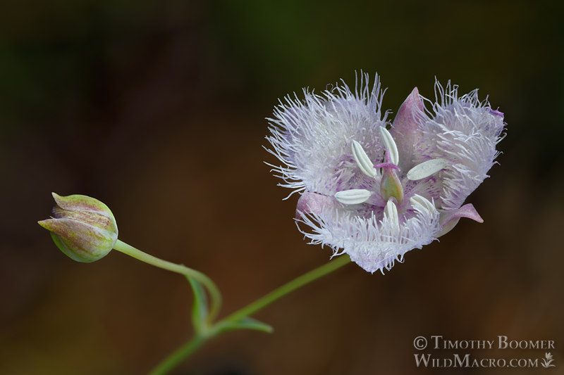 Beavertail grass (Calochortus coeruleus).  Tahoe National Forest, Sierra Nevada, Nevada County, California, USA.  Stock Photo ID=PLA0679