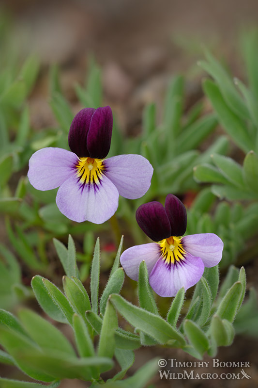 Beckwith's violet (Viola beckwithii). Martis Creek Wildlife Area, Tahoe National Forest, Sierra Nevada, Placer County, California, USA. Stock Photo ID=PLA0631 Beckwith's violet (Viola beckwithii). Martis Creek Wildlife Area, Tahoe National Forest, Sierra Nevada, Placer County, California, USA. Stock Photo ID=PLA0631