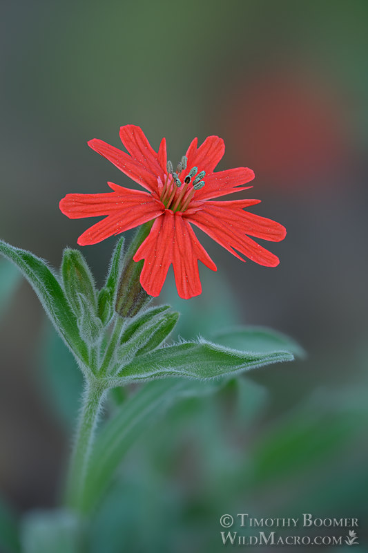 California Indian pink (Silene laciniata ssp. californica).  Tiger Creek, Amador County, California, USA.  Stock Photo ID=PLA0670