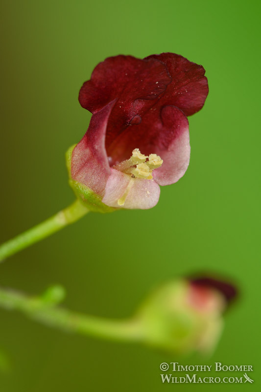 California bee plant (Scrophularia californica).  Mount Diablo State Park, Contra Costa County, California, USA. Stock Photo ID=PLA0538