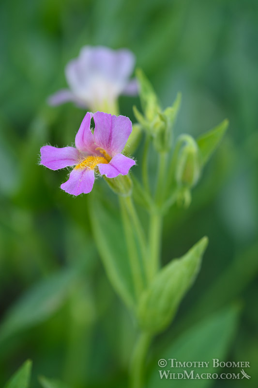 California blushing monkeyflower (Erythranthe erubescens).  Carson Pass, Eldorado National Forest, Sierra Nevada, Alpine County, California. Stock Photo ID=PLA0428