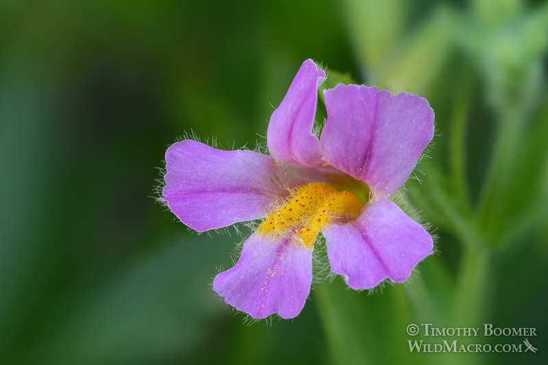 California blushing monkeyflower (Erythranthe erubescens).  Carson Pass, Eldorado National Forest, Sierra Nevada, Alpine County, California. Stock Photo ID=PLA0429