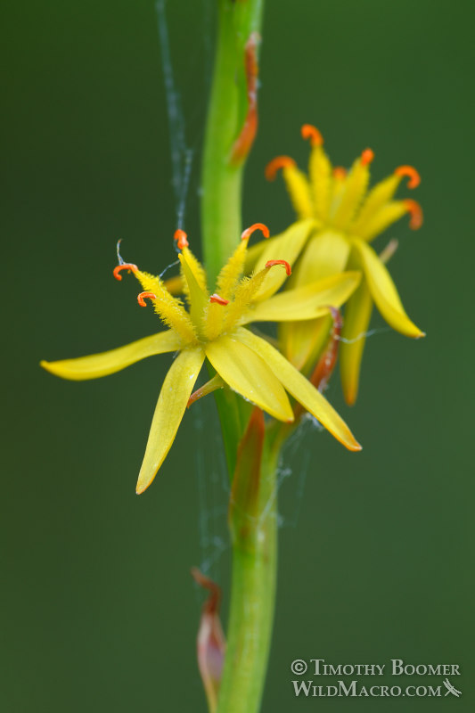 California bog asphodel (Narthecium californicum). Butterfly Valley Botanical Area, Plumas National Forest, Plumas County, California, USA. Stock Photo ID=PLA0594 California bog asphodel (Narthecium californicum). Butterfly Valley Botanical Area, Plumas National Forest, Plumas County, California, USA. Stock Photo ID=PLA0594